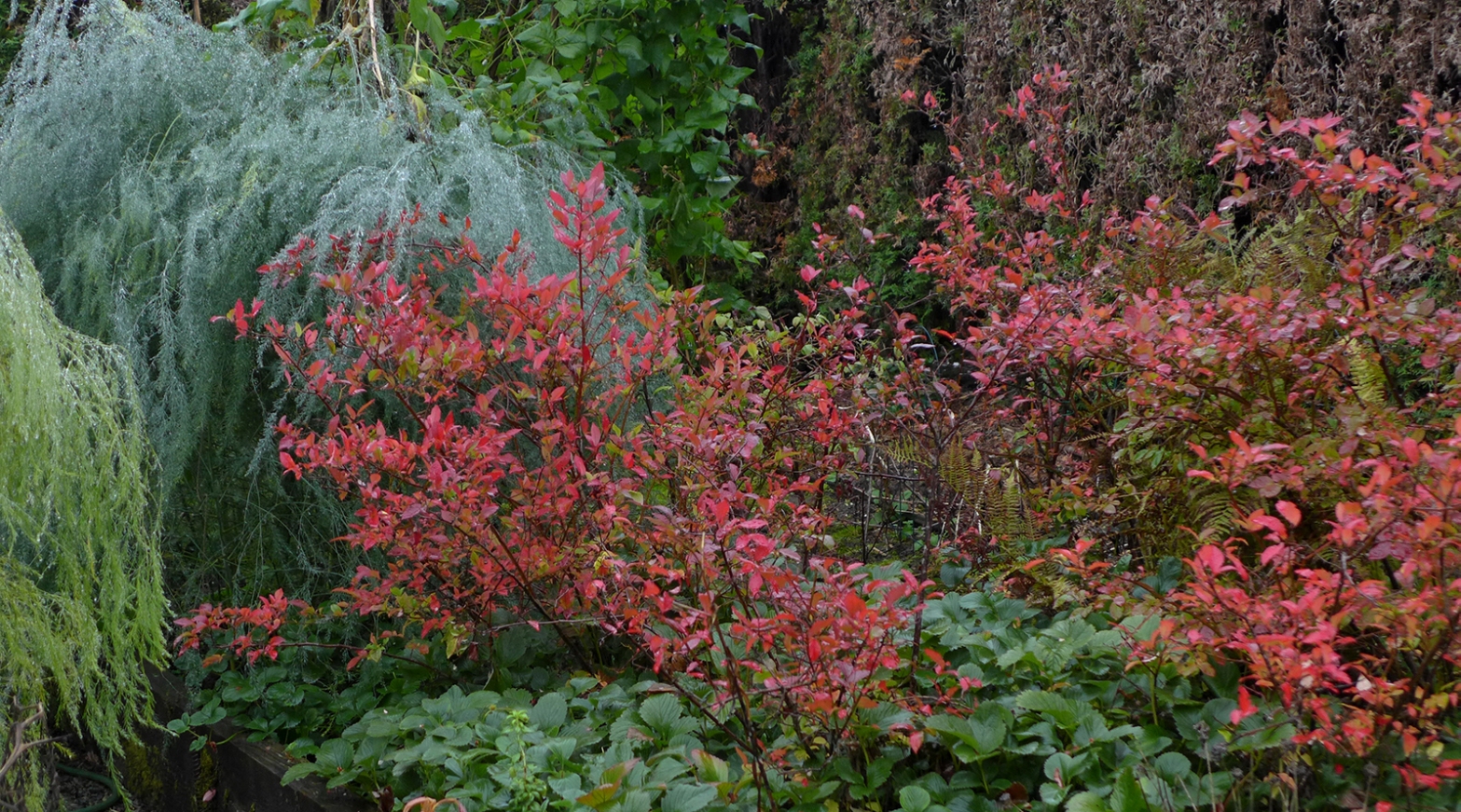 autumn or fall colours in a backyard vegetable garden